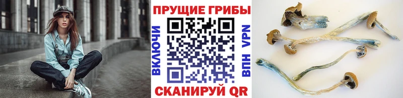мориарти официальный сайт  закладка  Ахтубинск  Галлюциногенные грибы Psilocybe  OMG ONION 
